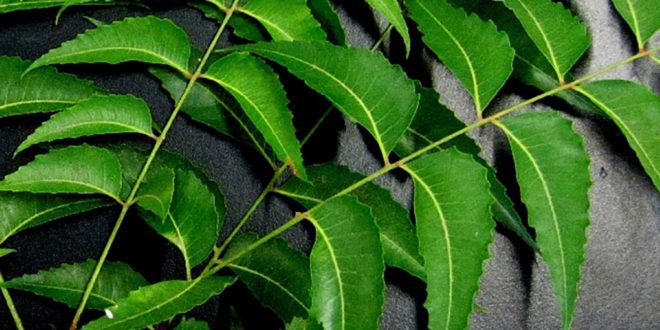 Health Benefits of Consuming Neem Leaves | GhArticles.com